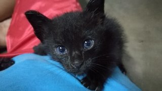 Black Kittens - Bombay Cat