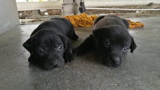 6 Black Puppies - Schnauzer Mix Dog