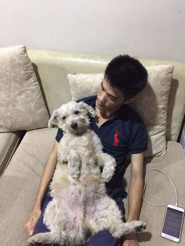Xiao Bai - Poodle Dog