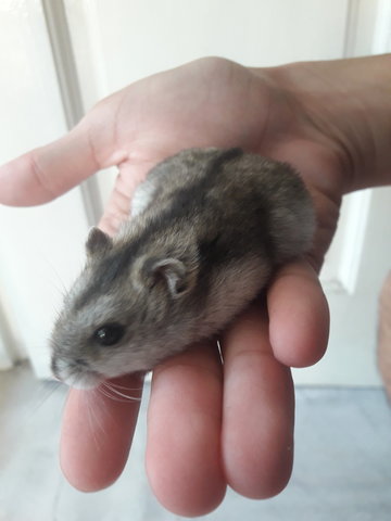 Campbell's Dwarf Hamster - Striped Hairy Foot Russian Hamster Hamster