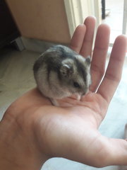 Campbell's Dwarf Hamster - Striped Hairy Foot Russian Hamster Hamster