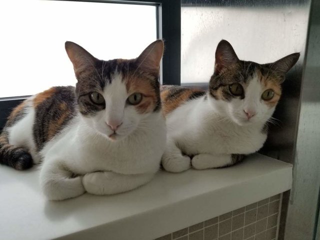 Beautiful Sisters For Adoption  - Domestic Medium Hair Cat