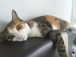 Beautiful Sisters For Adoption  - Domestic Medium Hair Cat