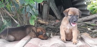 Klang Puppies! - Mixed Breed Dog