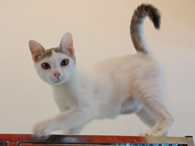 Whitty - Domestic Short Hair Cat