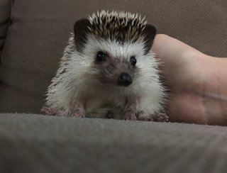 Waffle - Hedgehog Small & Furry