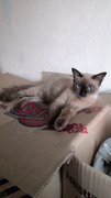 Siamese  - Siamese + Domestic Long Hair Cat
