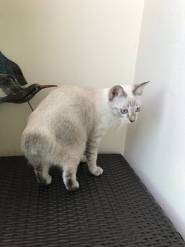 Schnowie - Siamese Cat