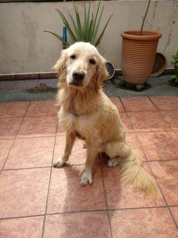 PF88382 - Golden Retriever Dog