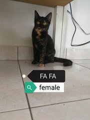 Fa Fa - Domestic Short Hair Cat