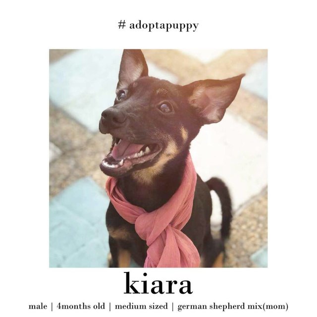Kiara|piccolo|pluto - German Shepherd Dog Mix Dog