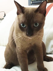 Suki - Burmese Cat
