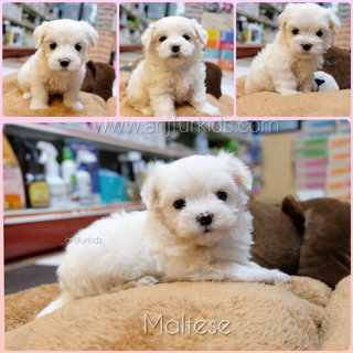 Quality Maltese Pufppies - Maltese Dog