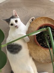 Maru - Domestic Short Hair Cat