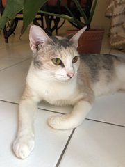 Nori - Domestic Short Hair Cat