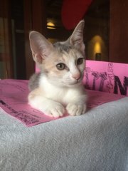 Nori - Domestic Short Hair Cat