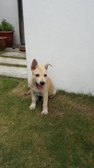 Mina's Pups - Mixed Breed Dog
