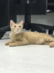 Cory (Butter) - Domestic Short Hair Cat