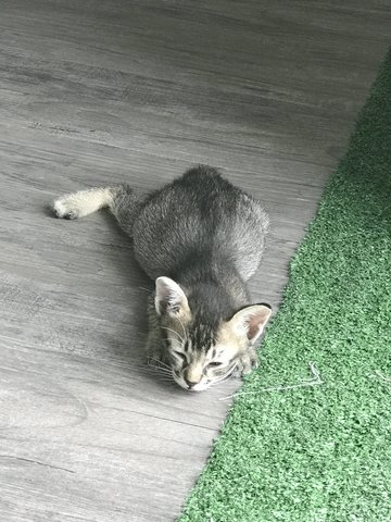 M'baku - Domestic Short Hair Cat