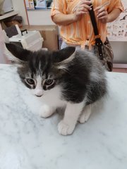 Miko - Domestic Long Hair + Persian Cat