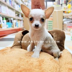 Adorable Female Smooth Cfoat Chihuahua - Chihuahua Dog