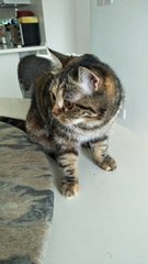 Chai - American Shorthair Cat