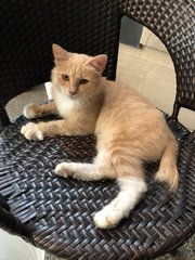 Bailey - Domestic Medium Hair Cat