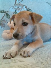 Apr Male _1 - Mixed Breed Dog