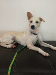 Michelle-small Size Dog - Spitz Mix Dog