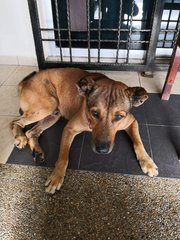 Male Found In Kota Damansara - Mixed Breed Dog