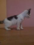 Sayieda And Happy - Domestic Short Hair Cat
