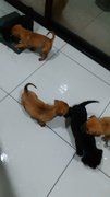 6 Fatpups - Mixed Breed Dog