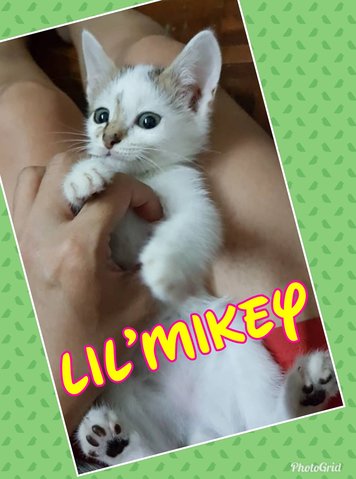 Jackson 5 - Lil'mikey - Domestic Short Hair Cat
