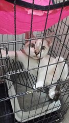 Kitty - Burmese + Tabby Cat