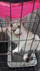 Kitty - Burmese + Tabby Cat