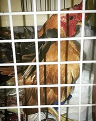 Serama Rooster - Chicken Bird