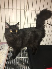 Minnie - Domestic Long Hair Cat
