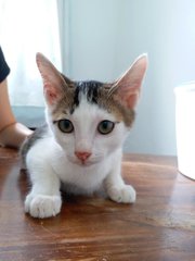 Pancake - Domestic Short Hair Cat
