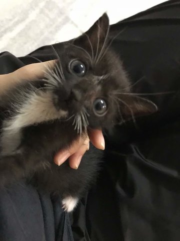 Burrito - Tuxedo Cat