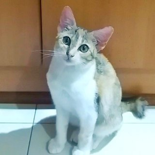 Female Cat - Domestic Medium Hair Cat