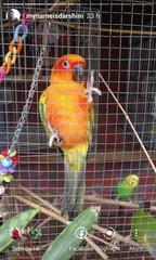 Boopat - Parrot + Conure Bird