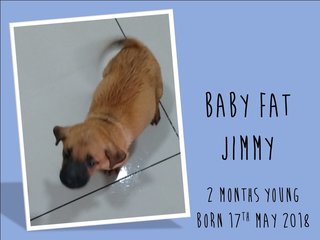Baby Fat Jimmy - Mixed Breed Dog