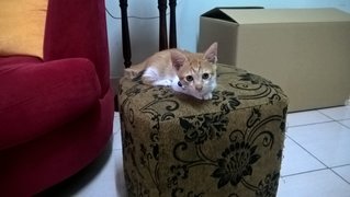 Miho - Domestic Short Hair Cat