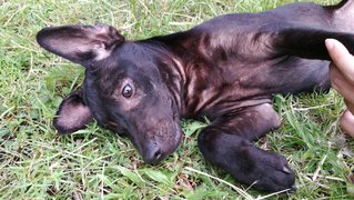 3 Black Puppies - Schnauzer Mix Dog