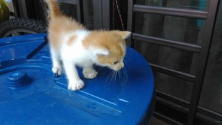 Little Boy - Domestic Medium Hair Cat