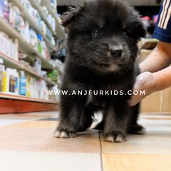 Adorable Shiba Inu Mix Siberian Hus3ky  - Shiba Inu + Husky Dog