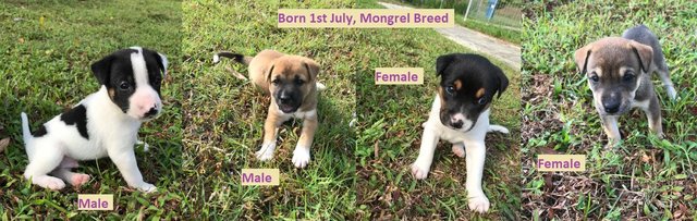 Adorable Mongrel Pups - Mixed Breed Dog