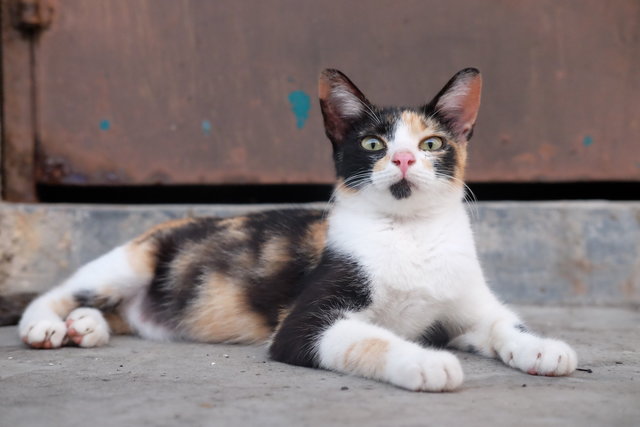 Tupat - Domestic Short Hair Cat