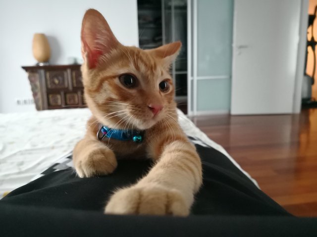Roo - Singapura Cat