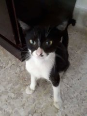Lola - Domestic Short Hair Cat